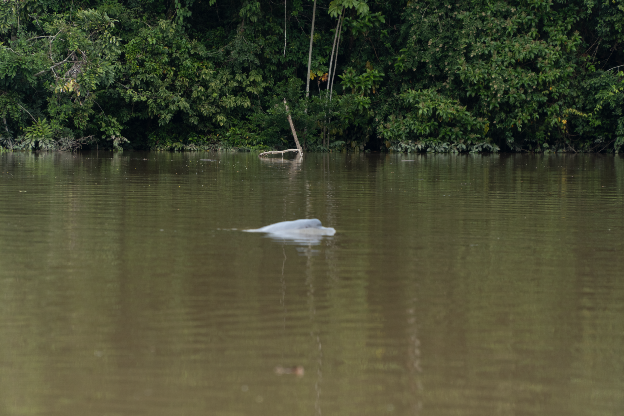 VISITA A LA CEIBA Y AVISTAMIENTO DE DELFINES ROSADOS