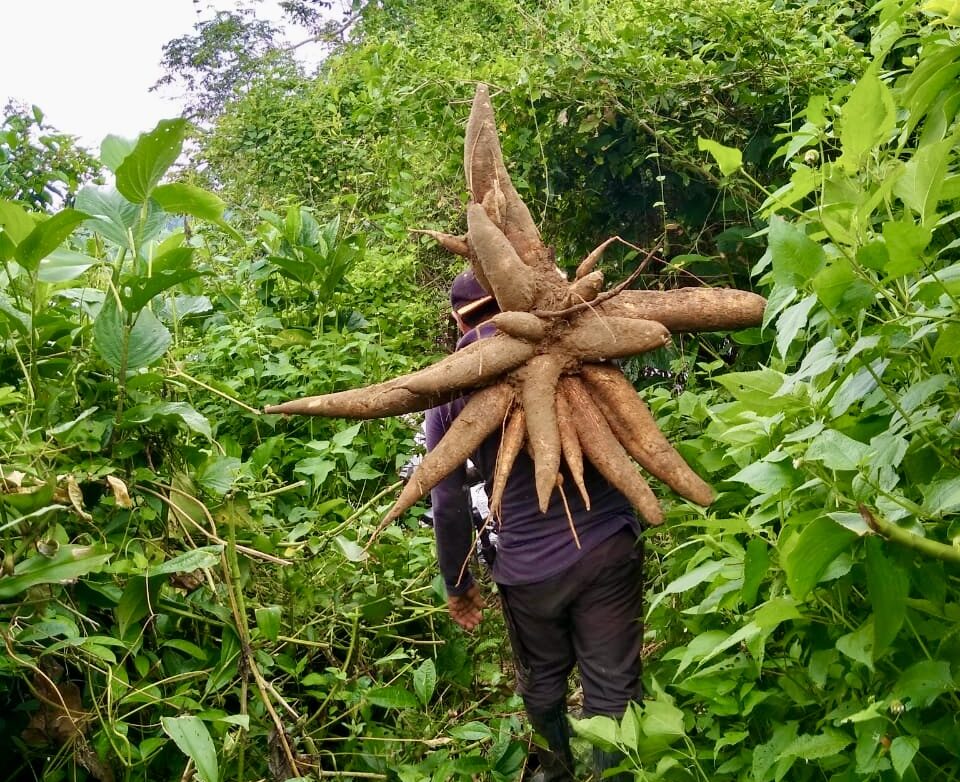 ACTIVIDADES AGRÍCOLAS AUTÓCTONAS