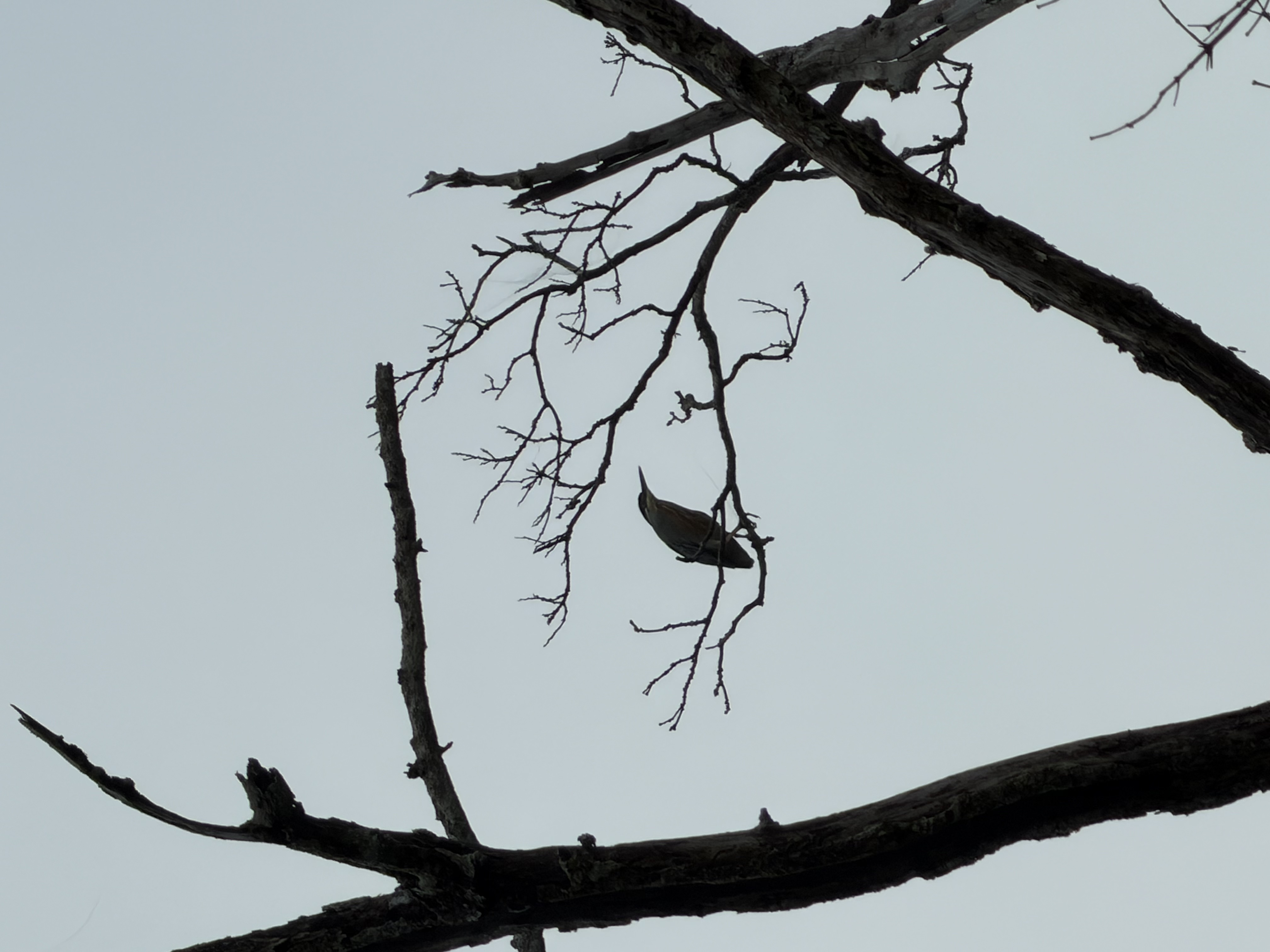 AVISTAMIENTO DE AVES